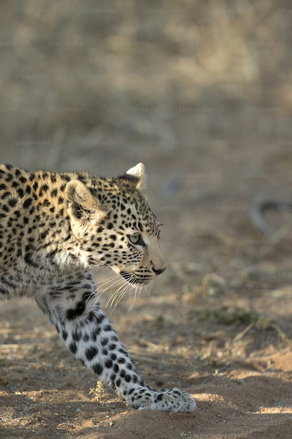 Cucciolo di leopardo che cammina nella luce del mattino