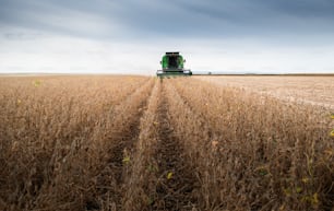 A combine harvester working in a wheat field