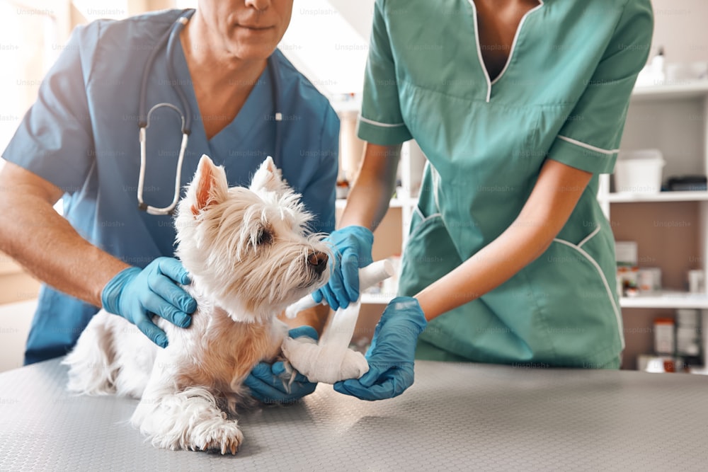 We are always here to help. A team of two veterinarians in work uniform bandaging a paw of a small dog lying on the table at veterinary clinic. Pet care concept. Medicine concept. Animal hospital