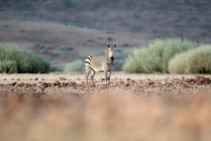 Zebra na árida Concessão de Palmwag, Namíbia.