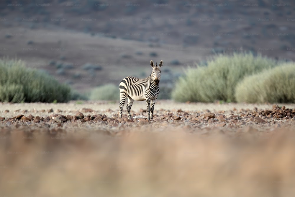 Zebra in the arid Palmwag Concession, Namibia.