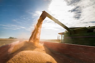 収穫後のトウモロコシの穀物をトラクタートレーラーに注ぐ
