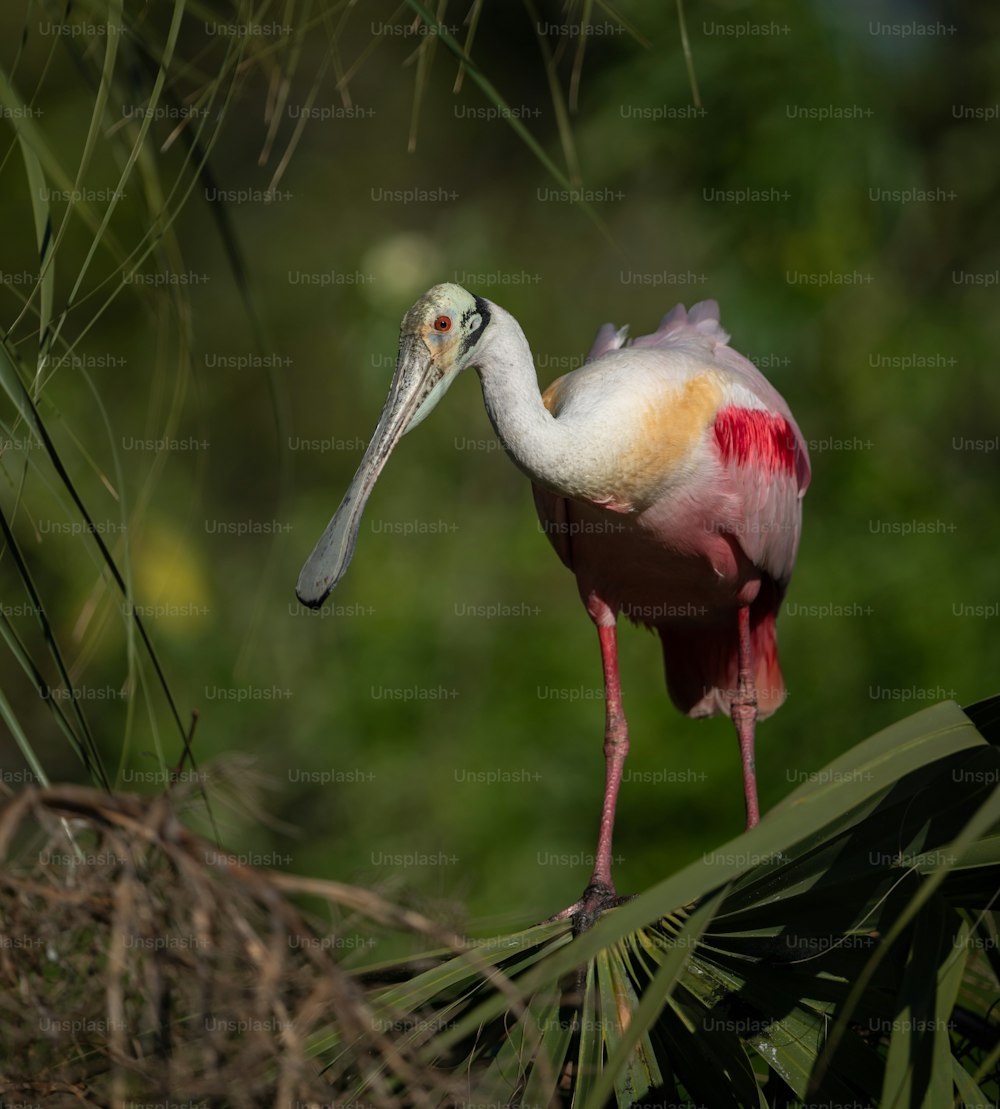 Roseate Spoonbill in Florida