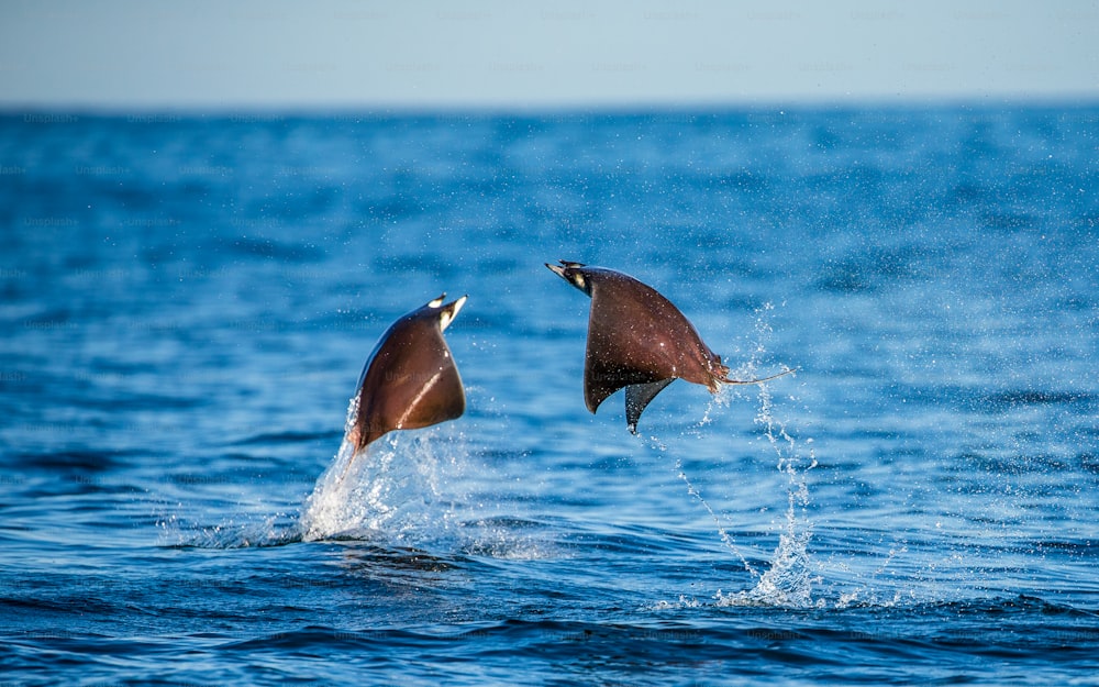 Las rayas Mobula son saltos fuera del agua. México. Mar de Cortés. Península de California . Una excelente ilustración.