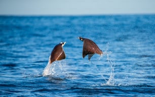 Mobula rays are jumps out of the water. Mexico. Sea of Cortez. California Peninsula . An excellent illustration.