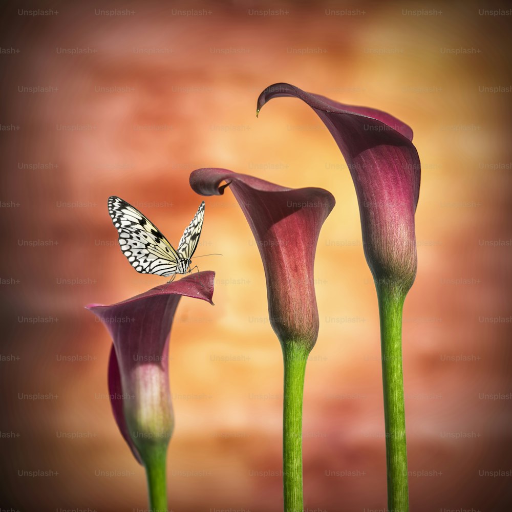 화려한 활기찬 칼라 백합 꽃의 이미지를 닫습니다 멋진 매크로에 나비
