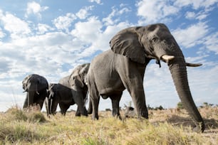 Ein niedriger Winkel eines Elefanten in Botswana