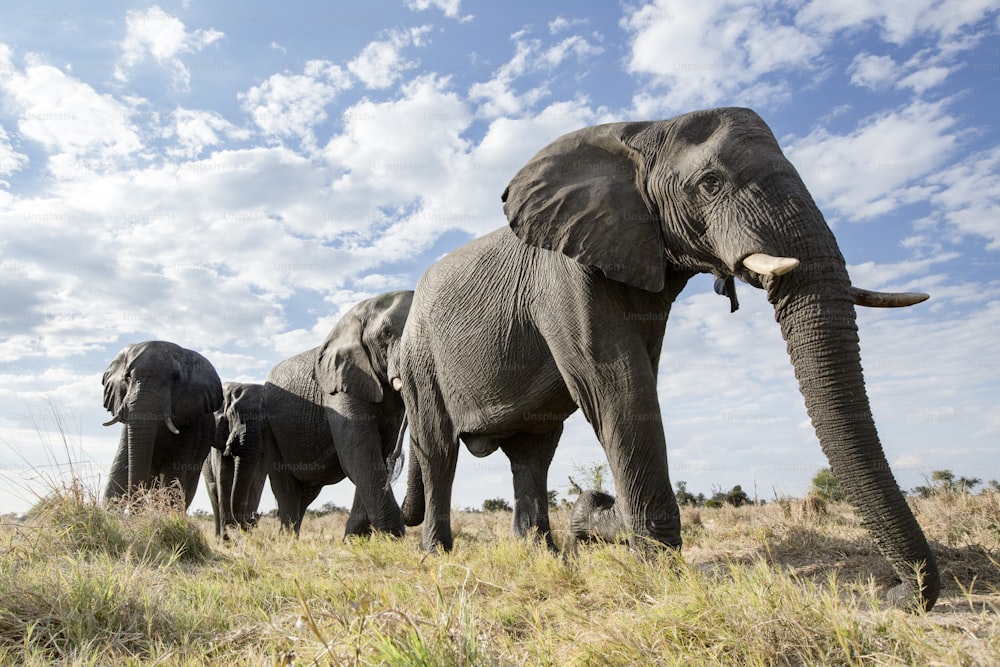 Um ângulo baixo de um elefante em Botsuana