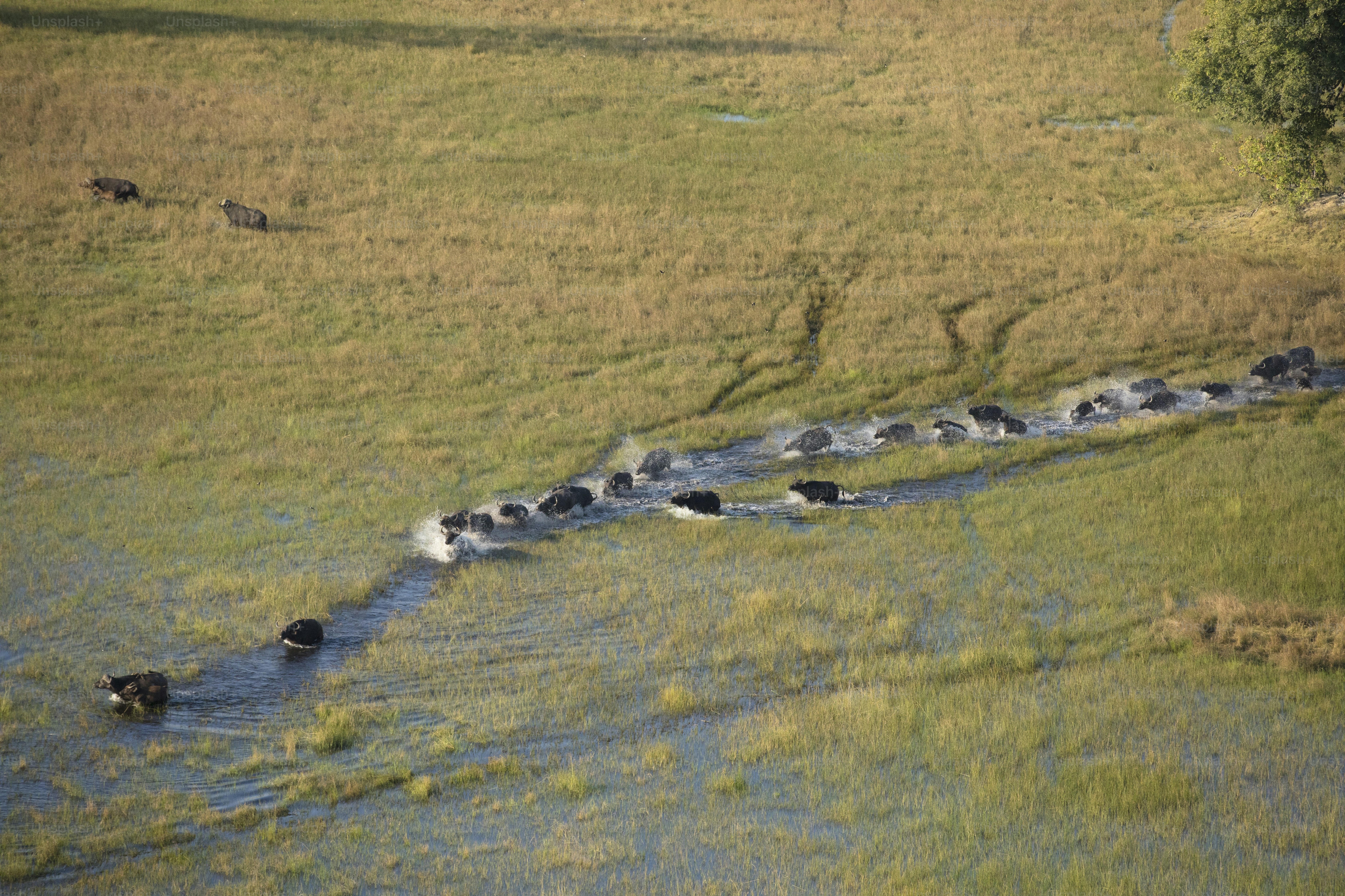 Manada de búfalos en el delta del Okavango