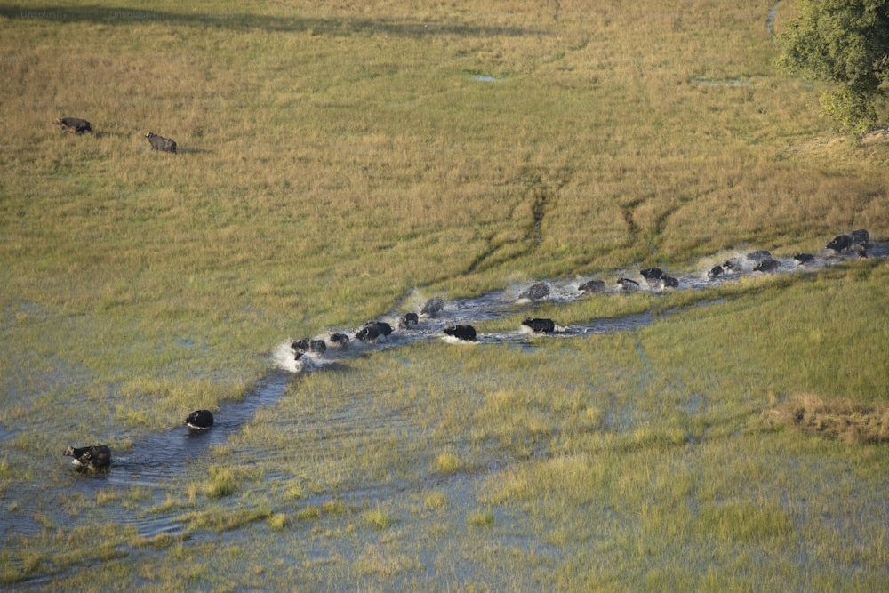 Troupeau de buffles dans le delta de l’Okavango