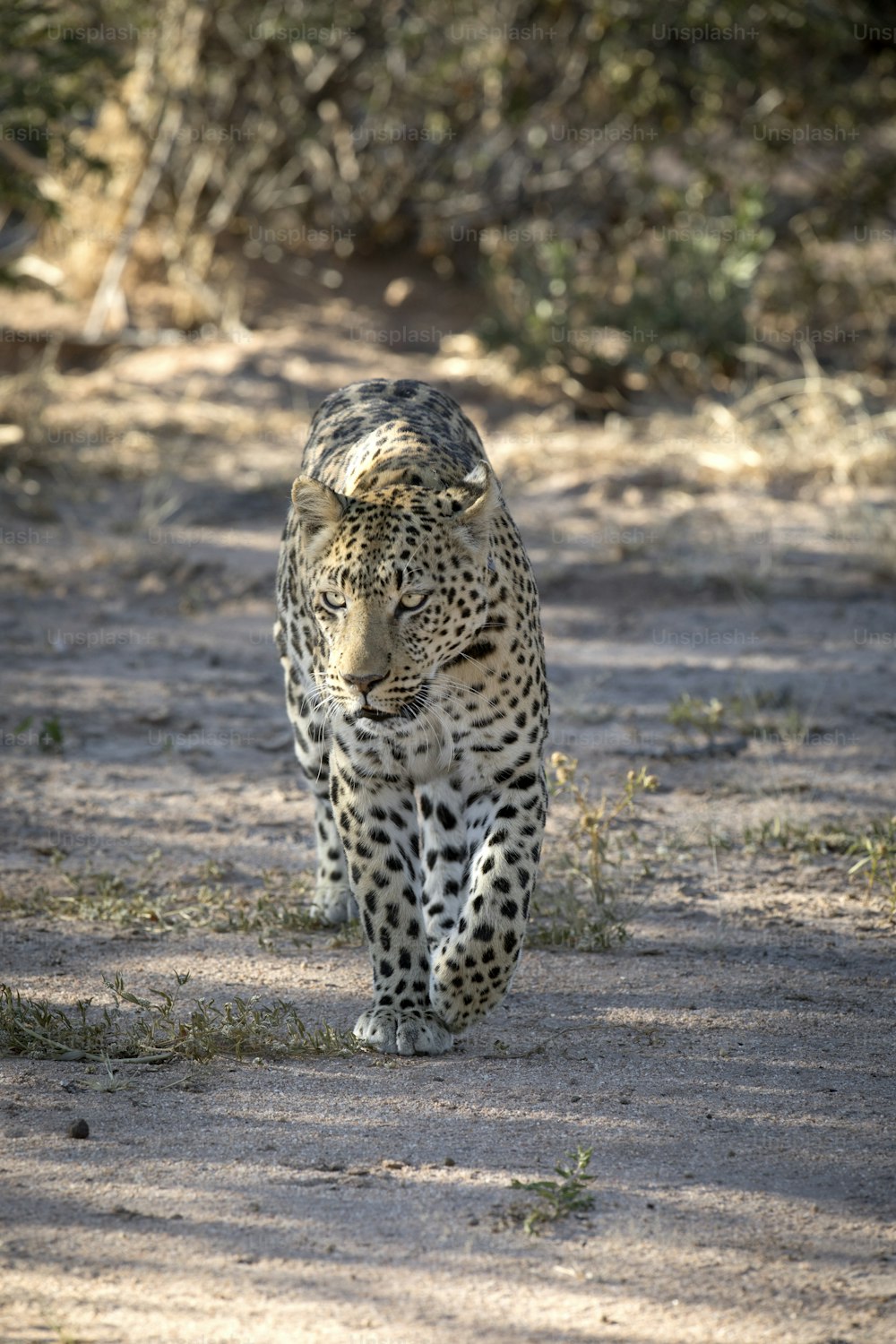 Leopardo in giro per una pattuglia mattutina