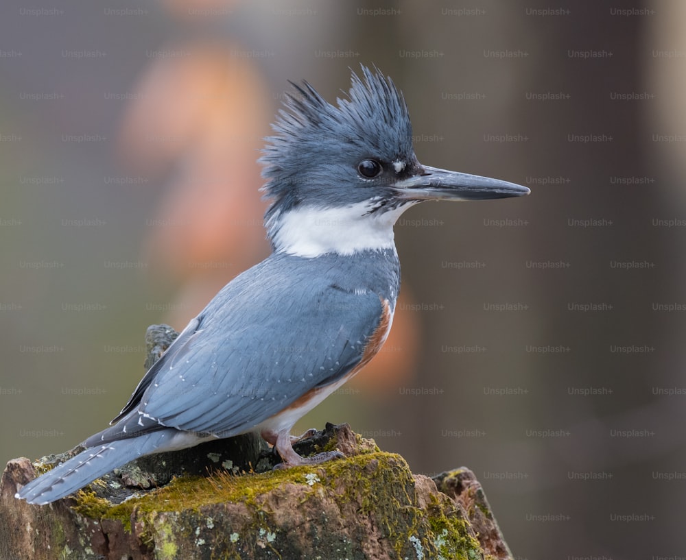 A belted Kingfisher in Pennsylvania