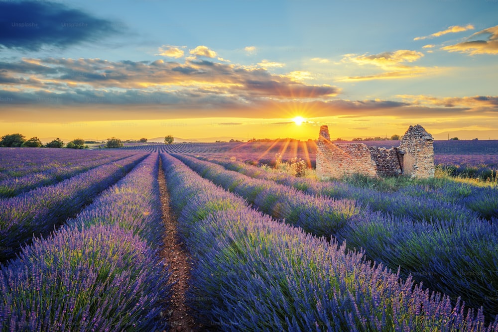 French lavender field at sunset.