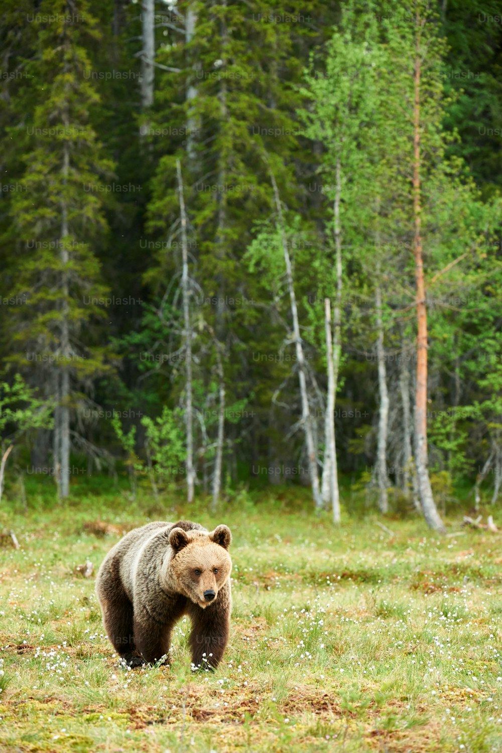 Beautiful male brown bear photographed in the taiga of northern Europe
