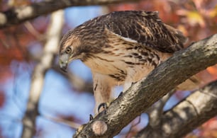 A red-tailed hawk hunting in Norther Pennsylvania.