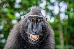 Macaco crestado de Célebes, con la boca abierta. Retrato de primer plano sobre el fondo natural verde. Macaco negro con cresta, macaco con cresta de Sulawesi o mono negro. Hábitat natural. Isla de Sulawesi. Indonesia