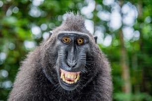 Celebes crested macaque with open mouth. Close up portrait on the green natural background. Crested black macaque, Sulawesi crested macaque, or black ape. Natural habitat. Sulawesi Island. Indonesia