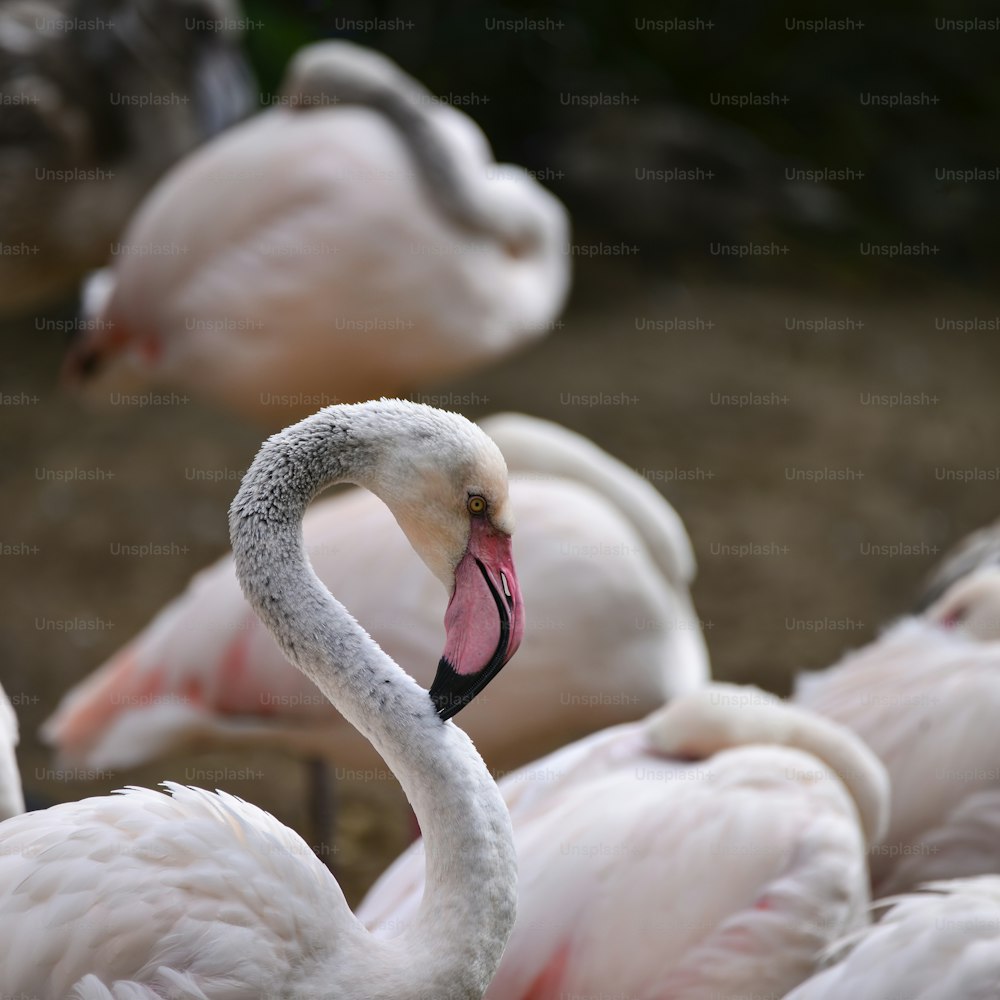 Schönes Porträt von Großer Flamingo Phoenicopterus Roseus Vogel pflegt sich selbst