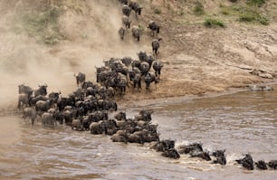 The wildebeest migration in Africa