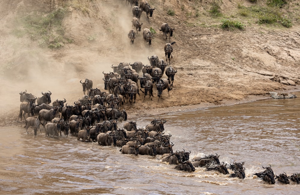 A migração de gnus na África
