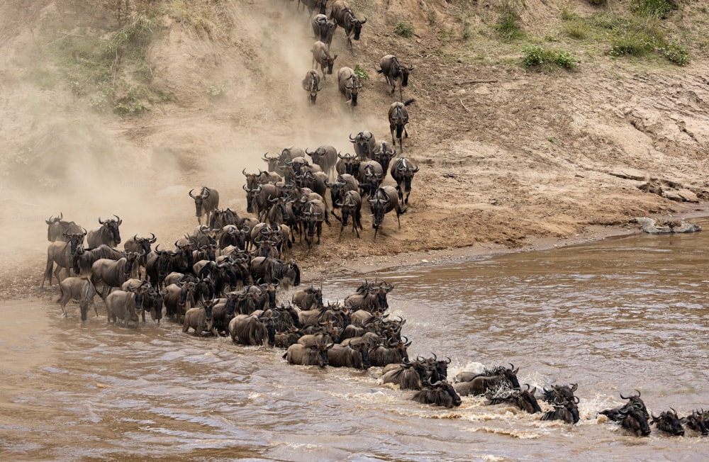 The wildebeest migration in Africa