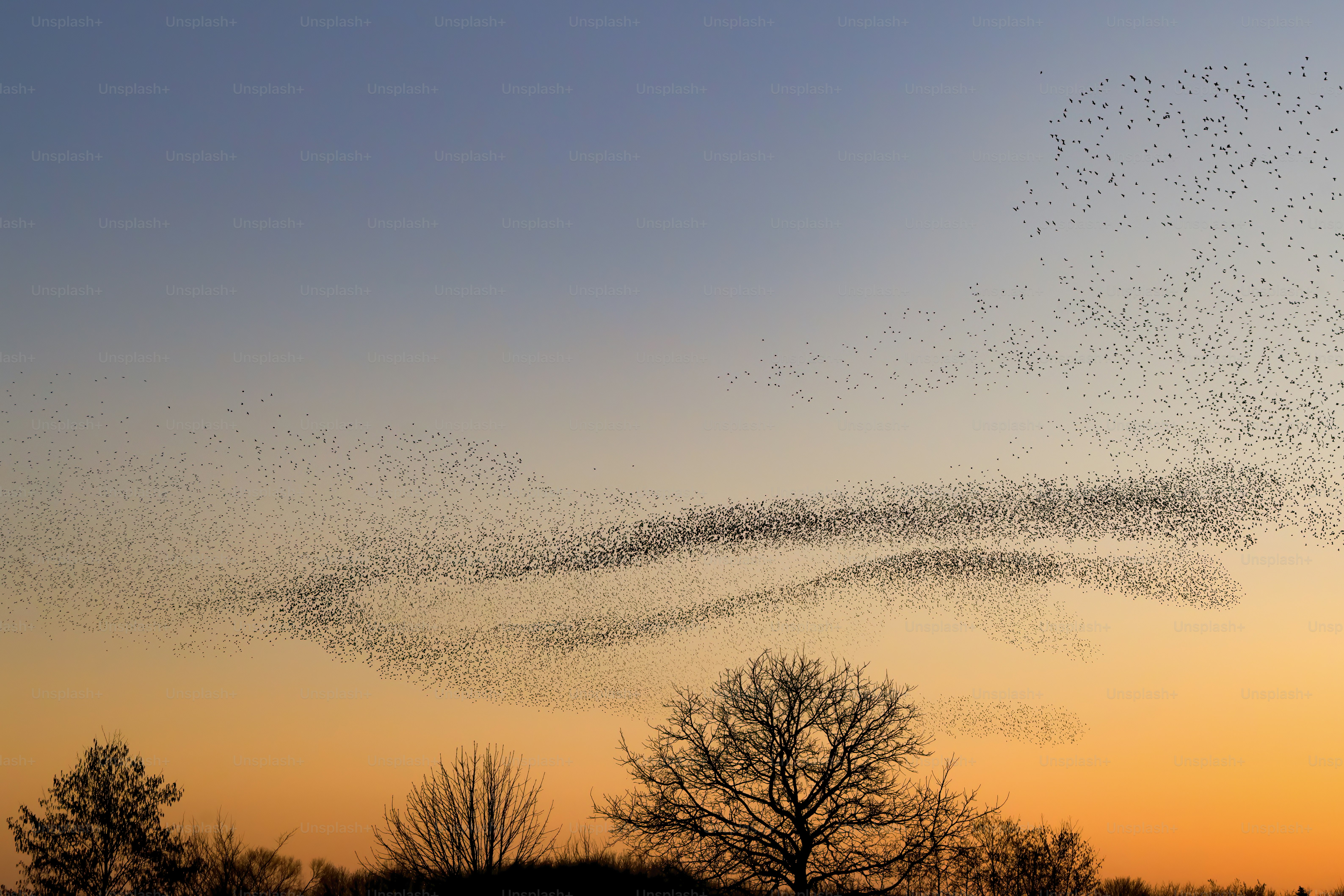 Beautiful large flock of starlings. A flock of starlings birds fly in the Netherlands. During January and February, hundreds of thousands of starlings gathered in huge clouds. Starling murmurations.