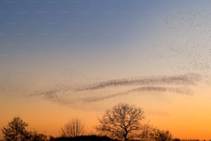 Hermosa gran bandada de estorninos. Una bandada de estorninos vuela en los Países Bajos. Durante enero y febrero, cientos de miles de estorninos se reunieron en enormes nubes. Murmullos de estornino.