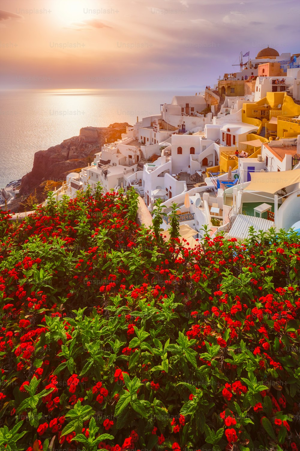 Puesta de sol escénica sobre el mar y la pintoresca ciudad de Oia en la isla de Santorini en verano con flores rojas en primer plano
