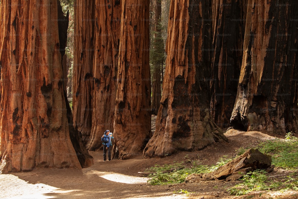 Mãe com bebê visita parque nacional Sequoia na Califórnia, EUA