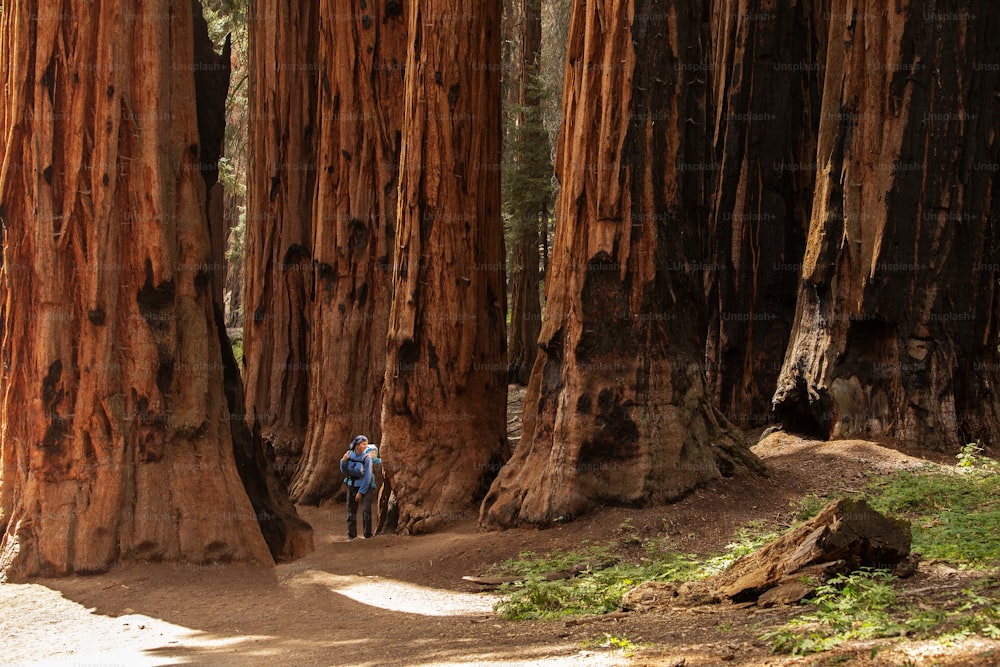 Madre con bebé visita el parque nacional Sequoia en California, EE.UU.