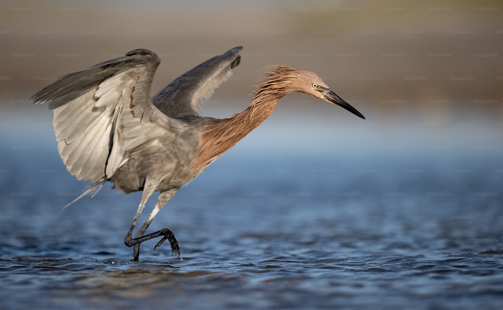 Reddish egret in Northern Florida