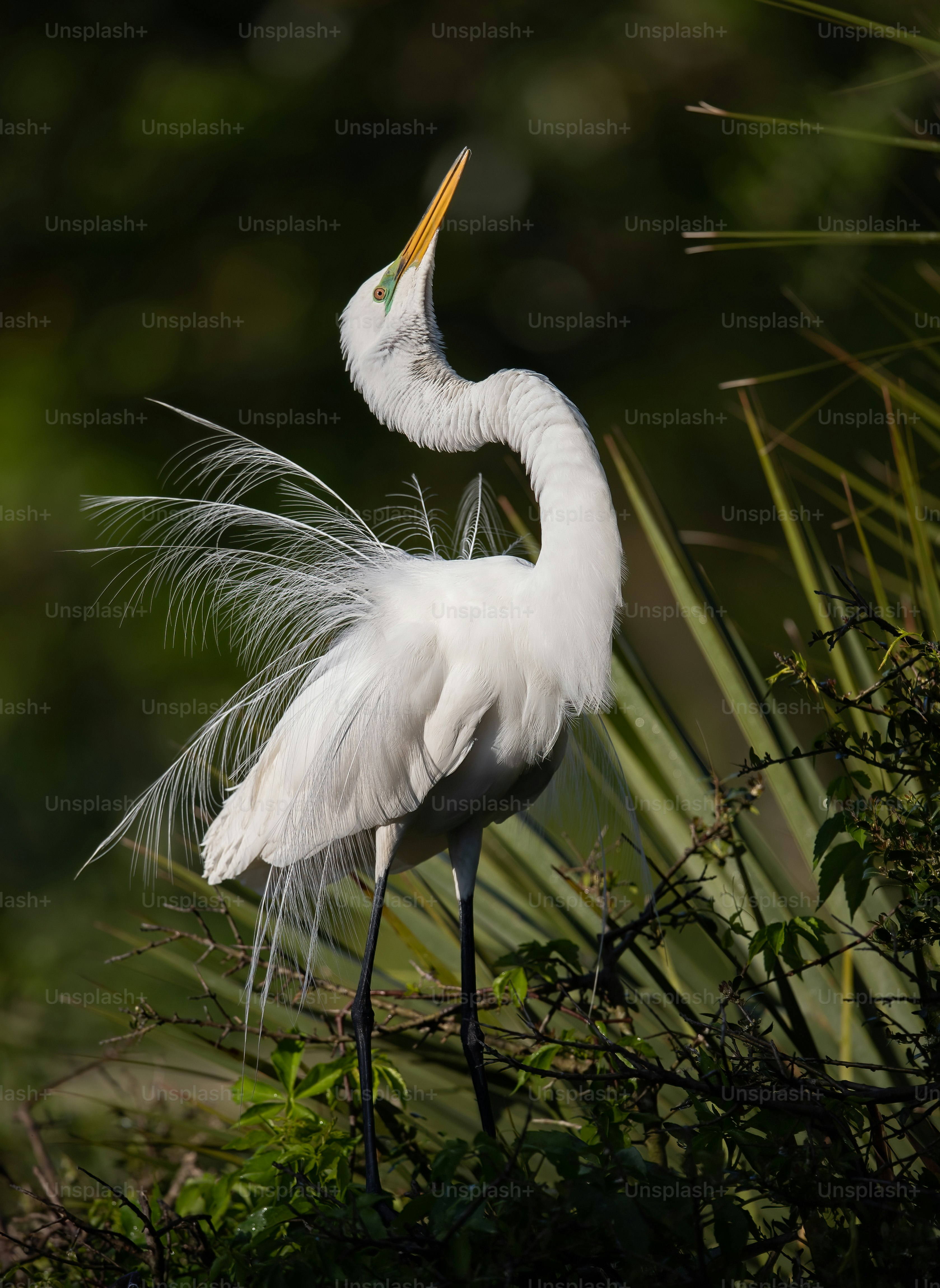 Great egret in Northern Florida