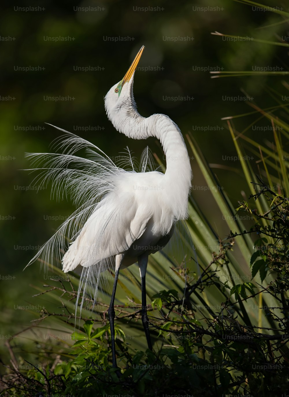 Great egret in Northern Florida