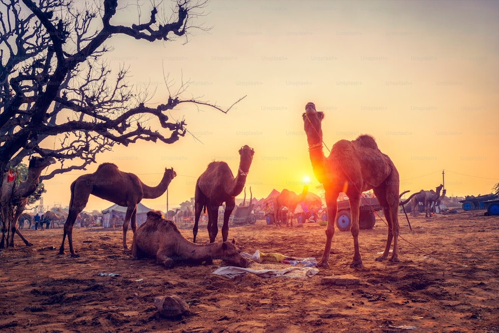 Camelos indianos famosos comércio Pushkar mela festival de feira de camelos no campo. Camelos comendo mastigando ao nascer do sol ao nascer do sol. Pushkar, Rajastão, Índia