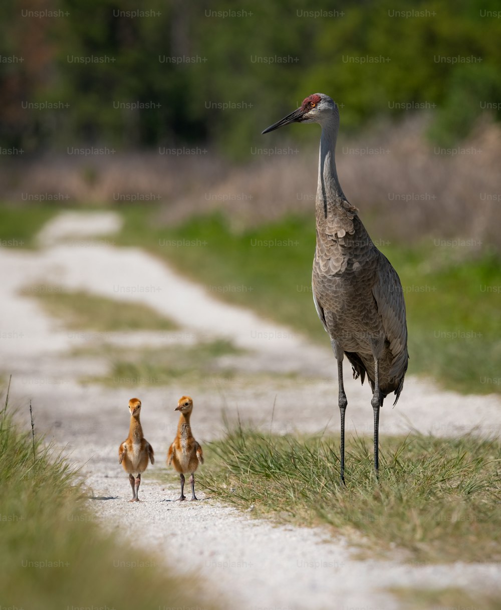 Sandhill crane in southern Florida