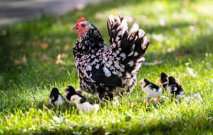 Clucking hen and chicks in the grass on a farm.