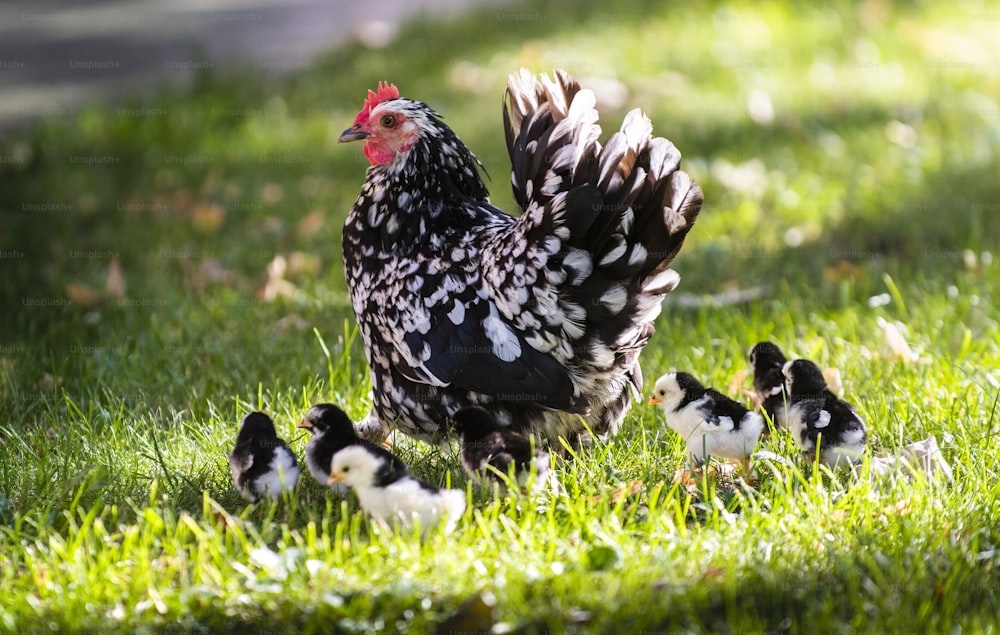 Clucking hen and chicks in the grass on a farm.