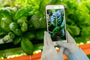 Gloved hand of vertical farm worker holding smartphone in front of green spinach seedlings while taking photo of shelf with vegetable crops