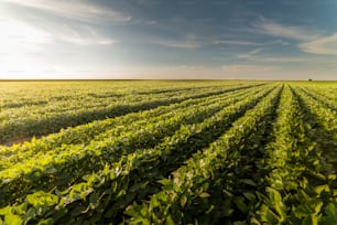 Open soybean field at sunset.Soybean field .