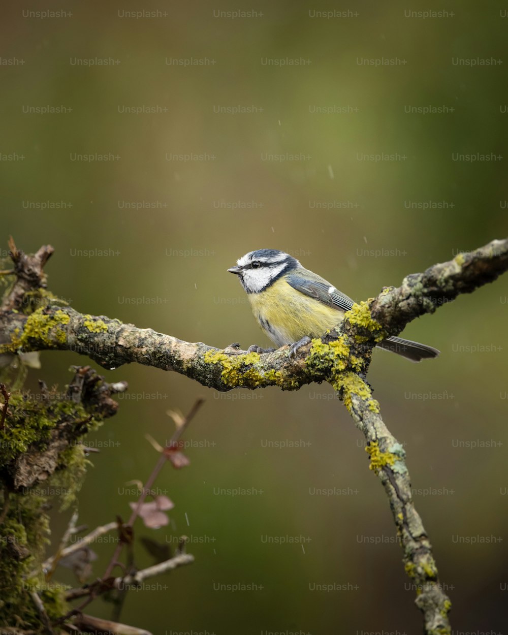 Schönes Bild von Blaumeise Vogel Cyanistes Caeruleus auf Branich im Frühling Sonne und Regen im Garten