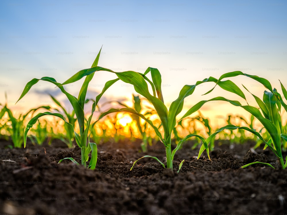 Green corn maize plants on a field. Agricultural landscape