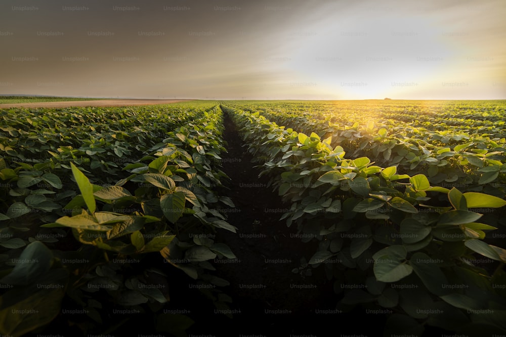 Open soybean field at sunset.Soybean field .