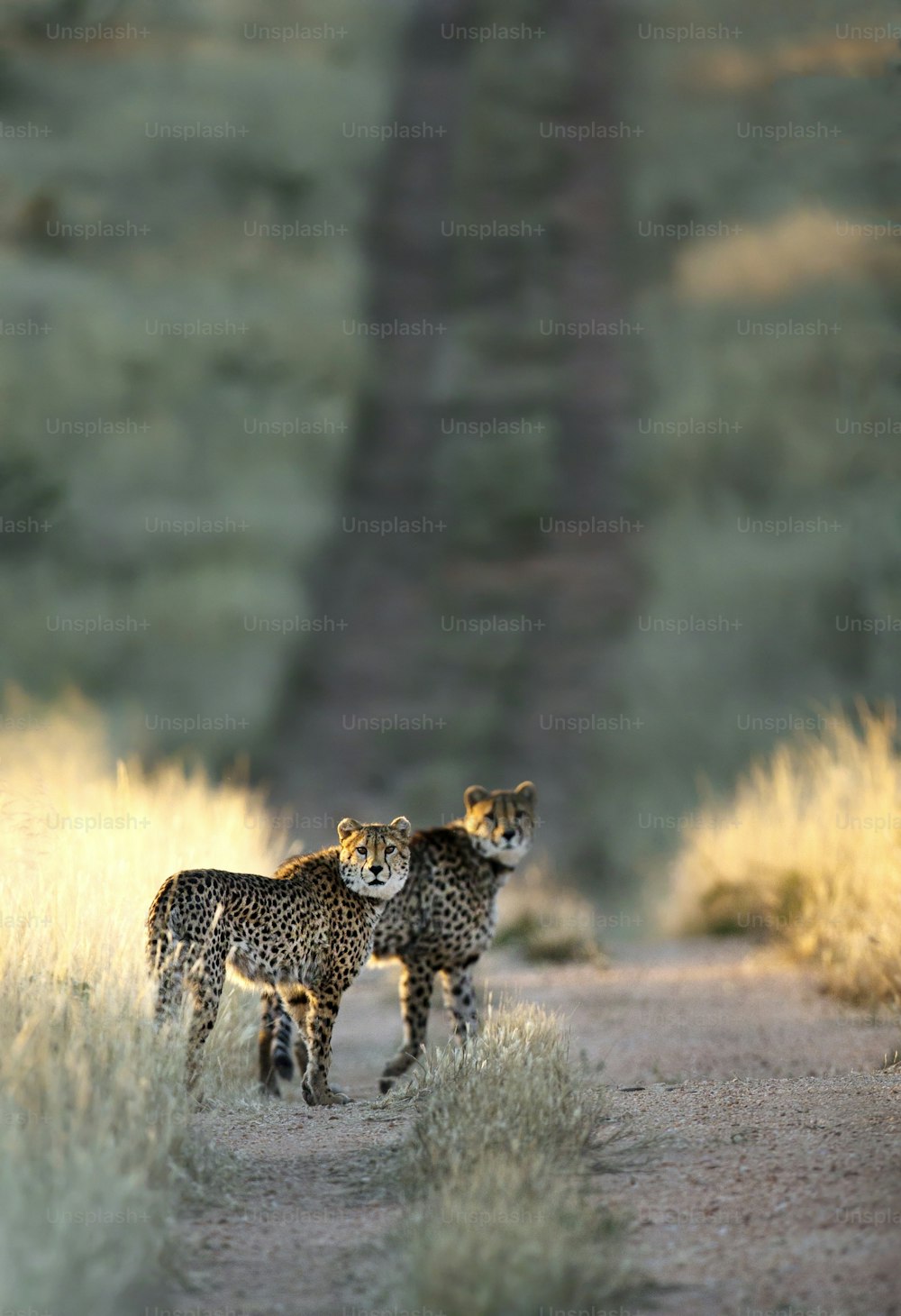 Dos guepardos en la última luz del día