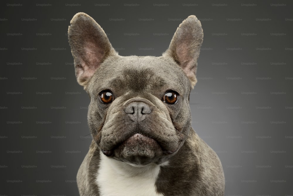 Ritratto di un adorabile bulldog francese con bellissimi occhi che guardano curiosamente la fotocamera