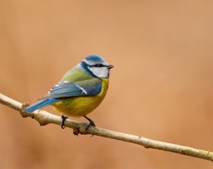 Beautiful blue tit (Cyanistes caeruleus) photographed in autumn on a small branch and a brown background.