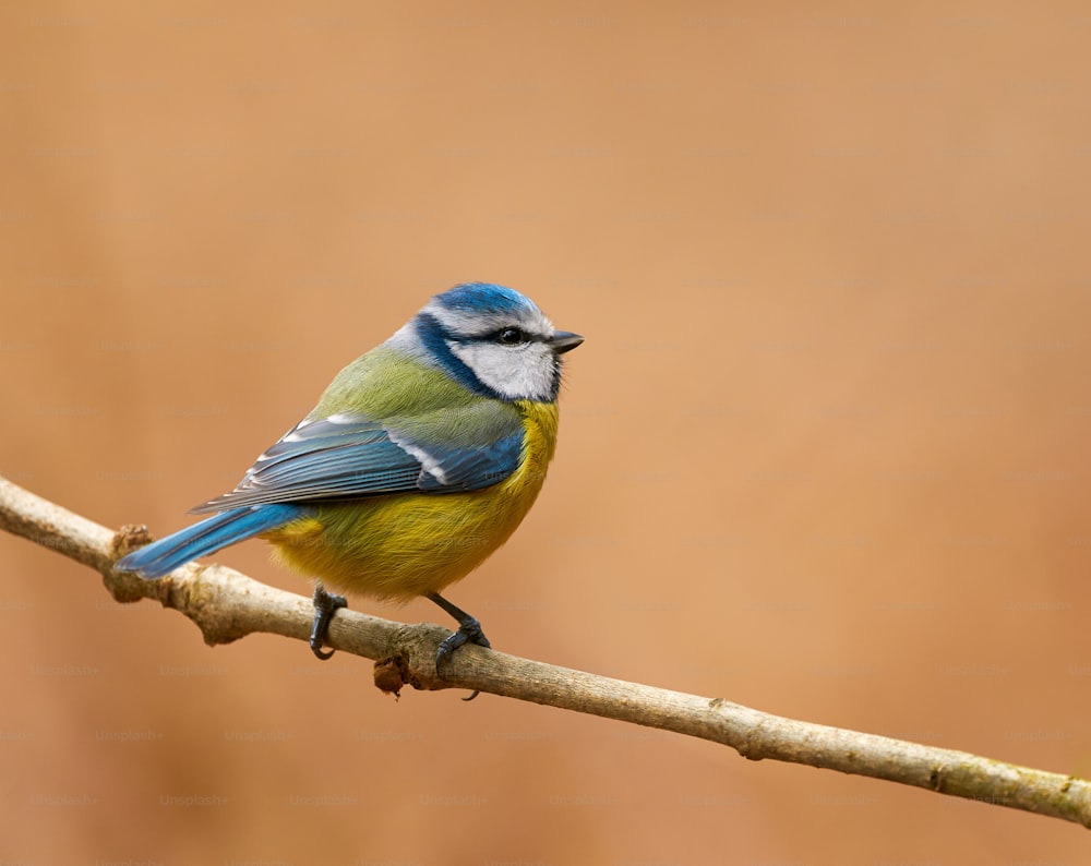 Beautiful blue tit (Cyanistes caeruleus) photographed in autumn on a small branch and a brown background.