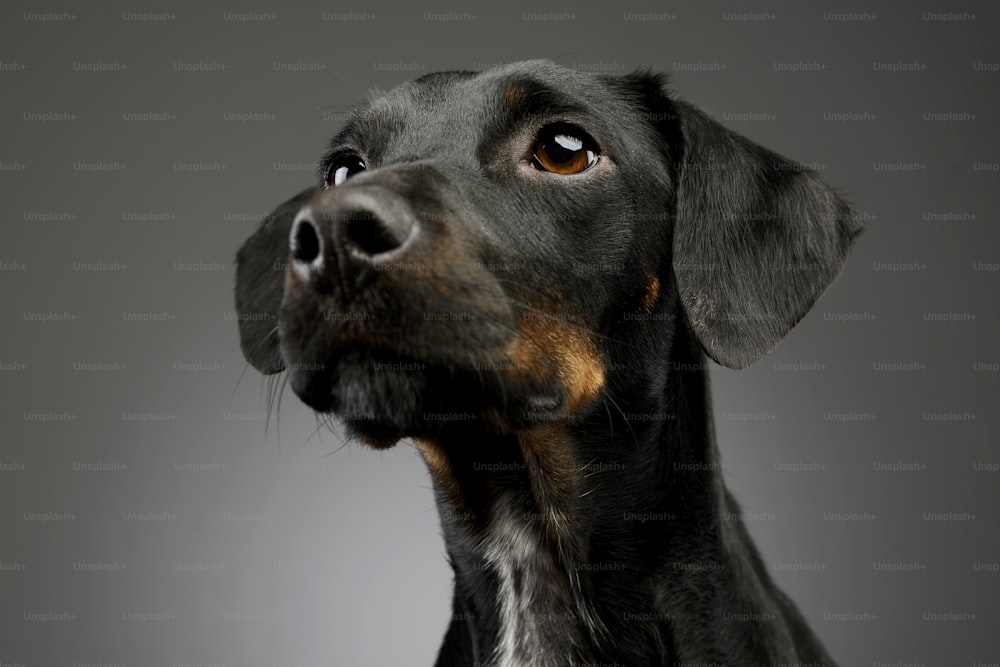 Portrait d’un beau chien de race mixte à la fourrure brillante regardant curieusement