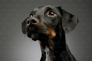 Porträt eines schönen Mischlingshundes mit glänzendem Fell, der neugierig aussieht