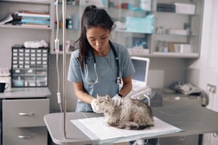 Attentive Asian lady veterinarian in light blue uniform examines fluffy grey cat on table in modern clinic office. Pets healthcare