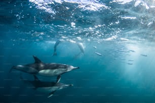 남아프리카에서 정어리 달리기의 돌고래 몇 마리